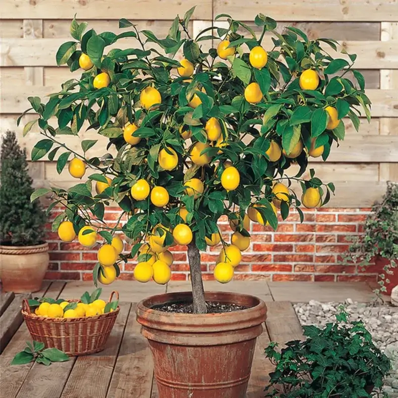 شجرة الليمون الشهري Citrus Limon