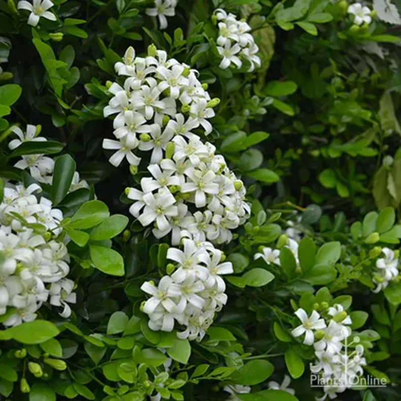 مورايا Murraya paniculata