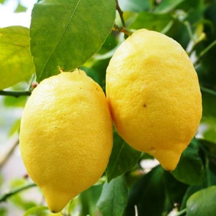 شجرة ليمون يوريكا Citrus limon Eureka