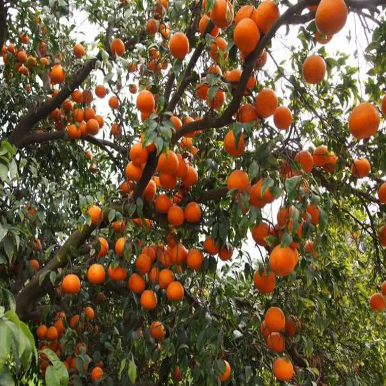 يوسف افندي باكستاني Citrus reticulata