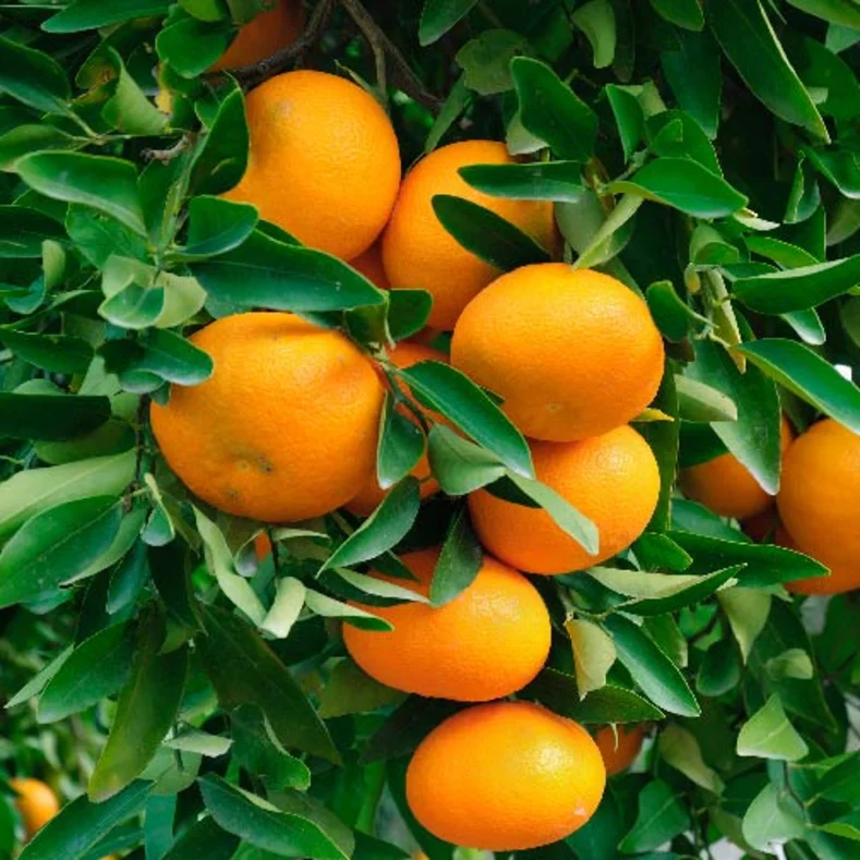 يوسف افندي ميراف Citrus reticulata ' Miraf'