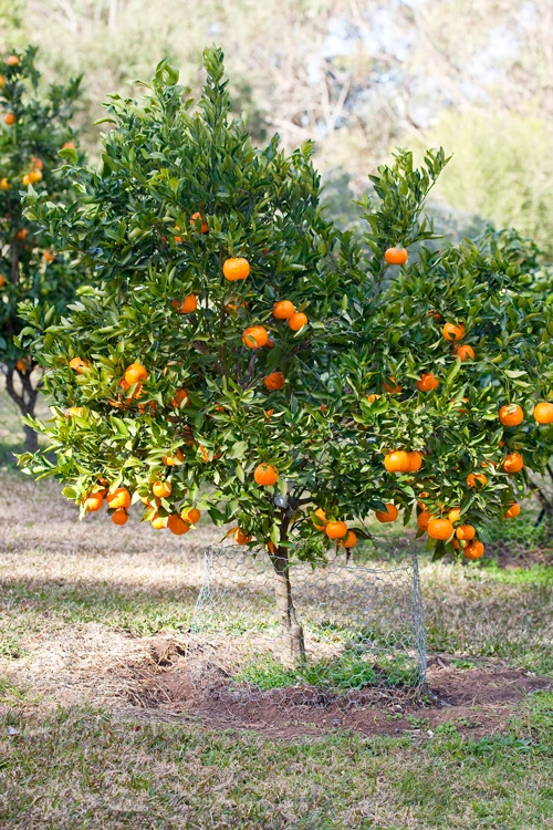 يوسف أفندي ميني Citrus reticulata 'Youssef Effendi Mini