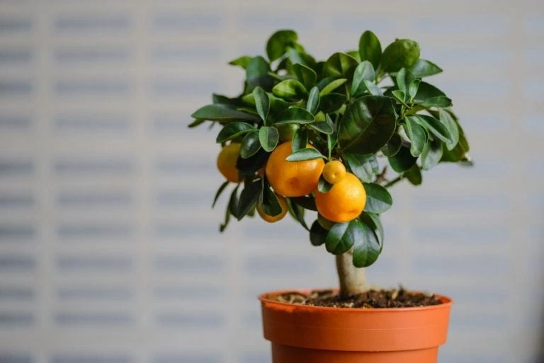 يوسف أفندي مصري او البرتقال المصري Citrus reticulata