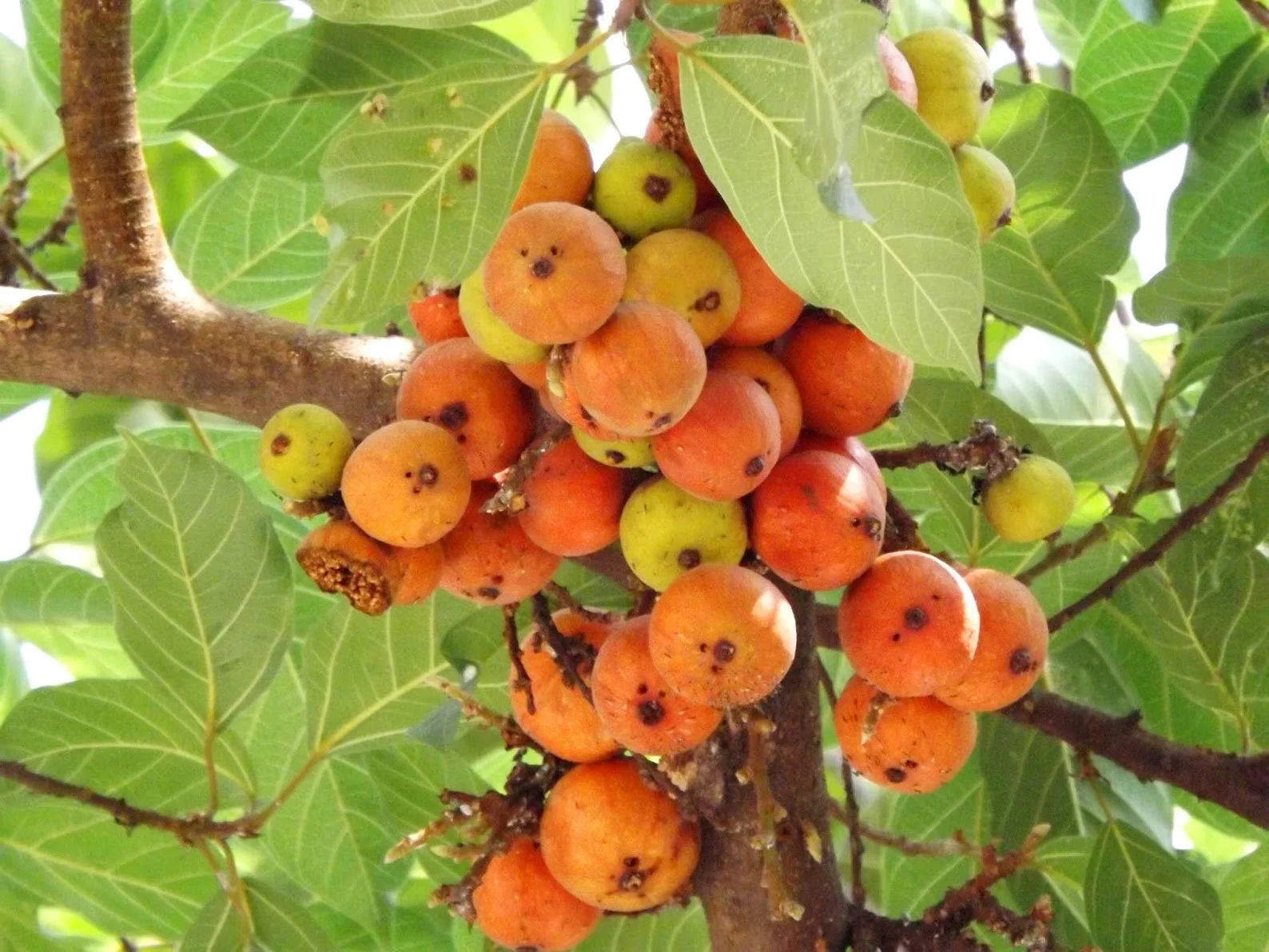 شجرة الجميز Ficus sycomorus