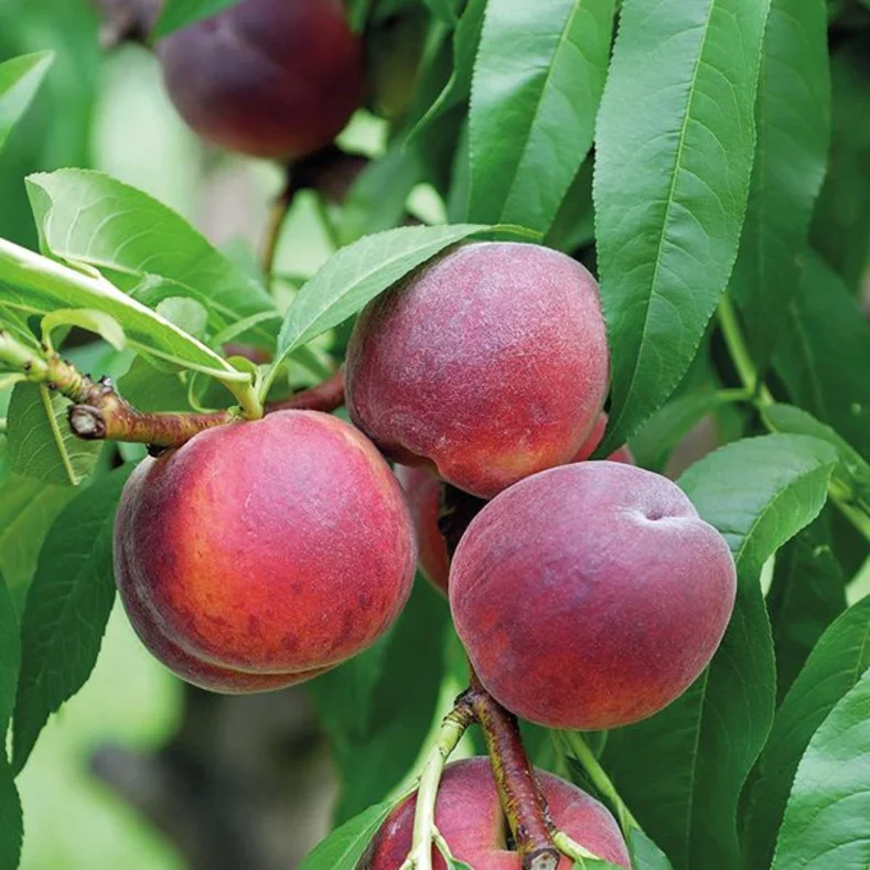 الخوخ - Prunus persica شجرة مثمرة متساقطة الأوراق
