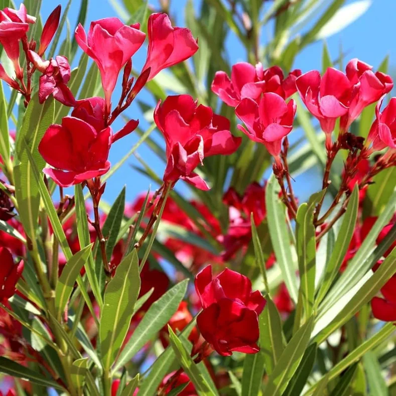 شجرة الدفلة المبرقشة Nerium oleander 'Variegata'