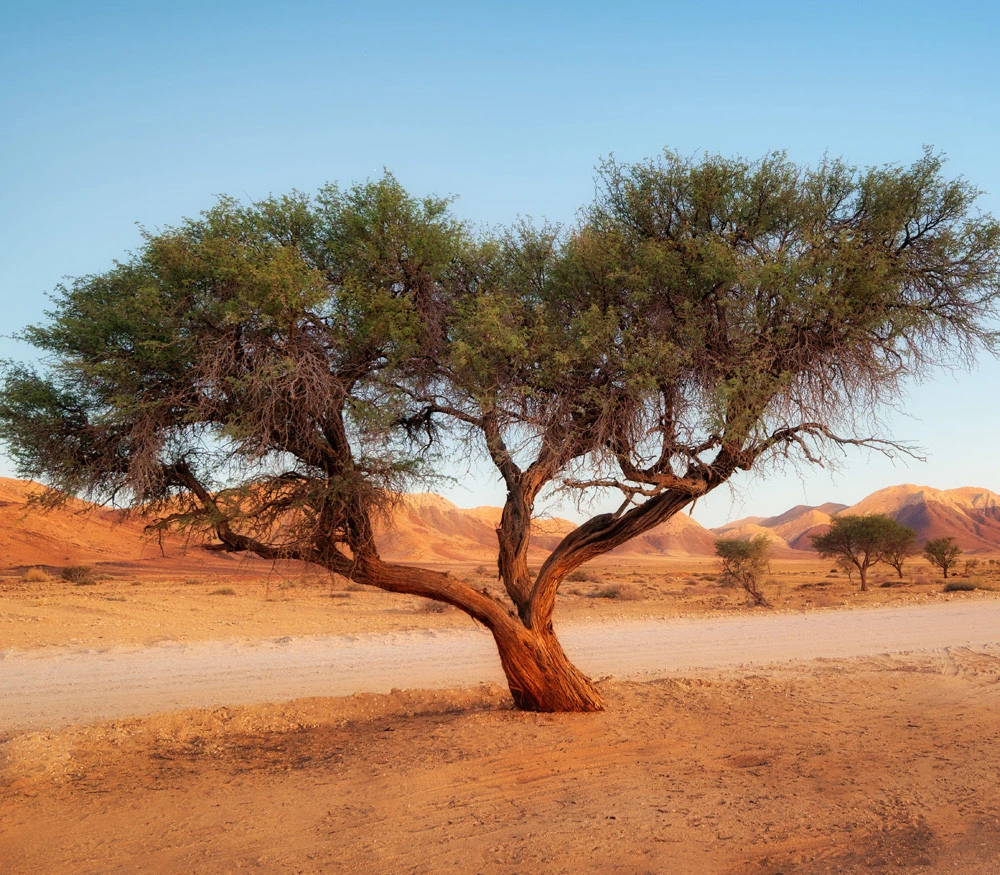 شجرة الطلح Acacia spp