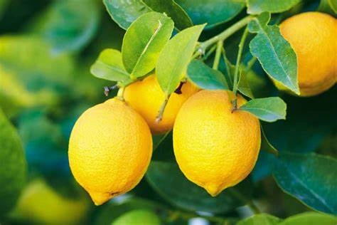 الليمون البرازيلي Citrus limon (Brazilian lemon)