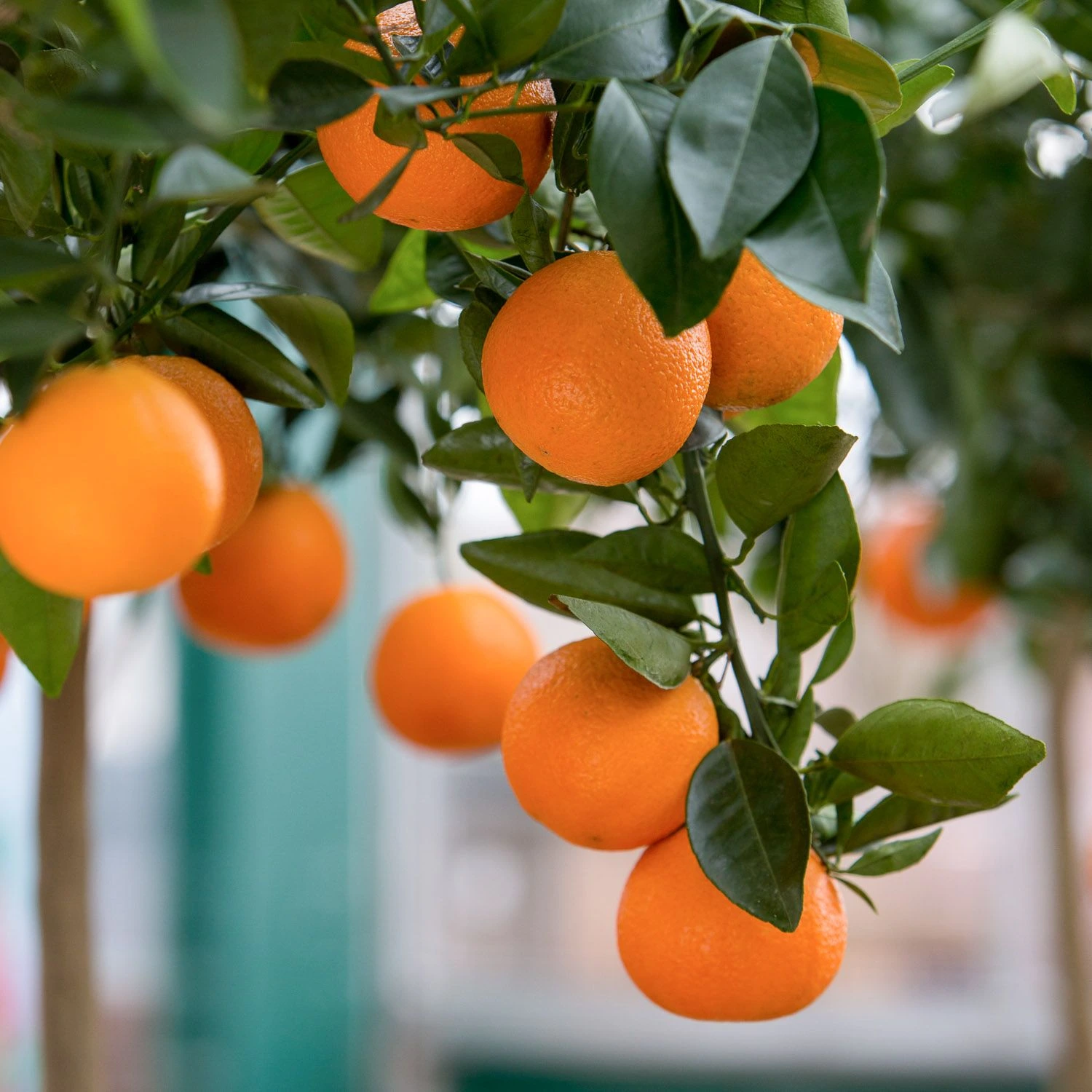 شجرة برتقال بلدي Citrus sinensis