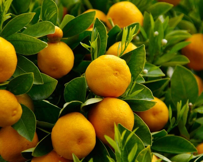 شجرة برتقال سكري Citrus × sinensis
