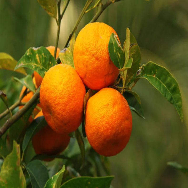 شجرة برتقال شموطي Citrus sinensis 'Shamouti'