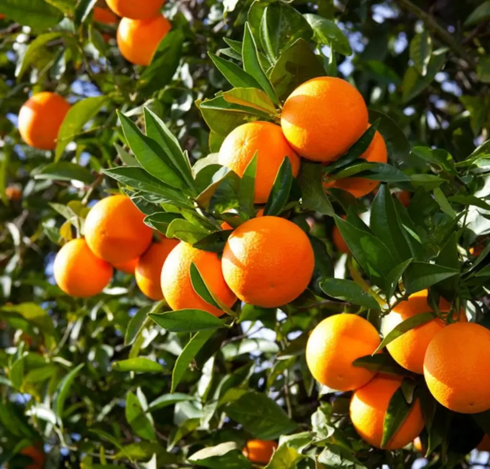 شجرة برتقال فالنسيا Citrus × sinensis 'Valencia'