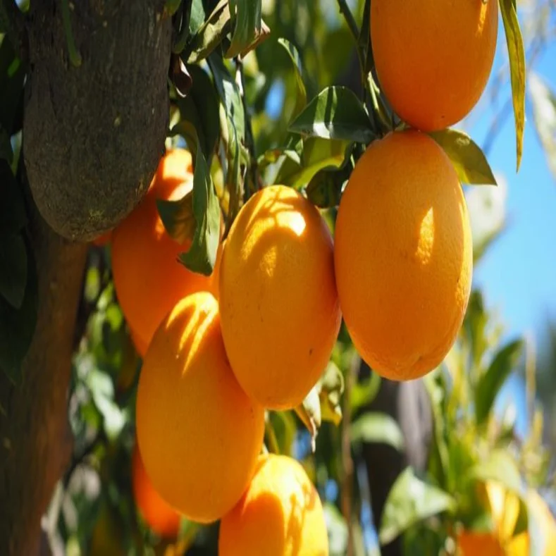 شجرة برتقال كارا كارا Citrus sinensis 'Cara Cara
