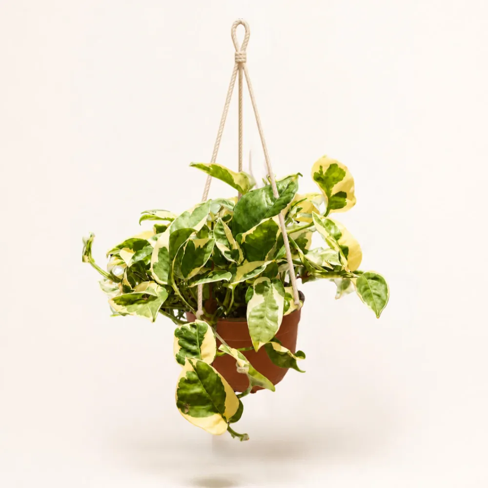 بوتس إنجوي المبرقش Epipremnum aureum 'Enjoy