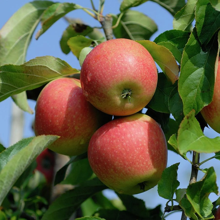 شجرة تفاح مصري مطعوم Malus domestica