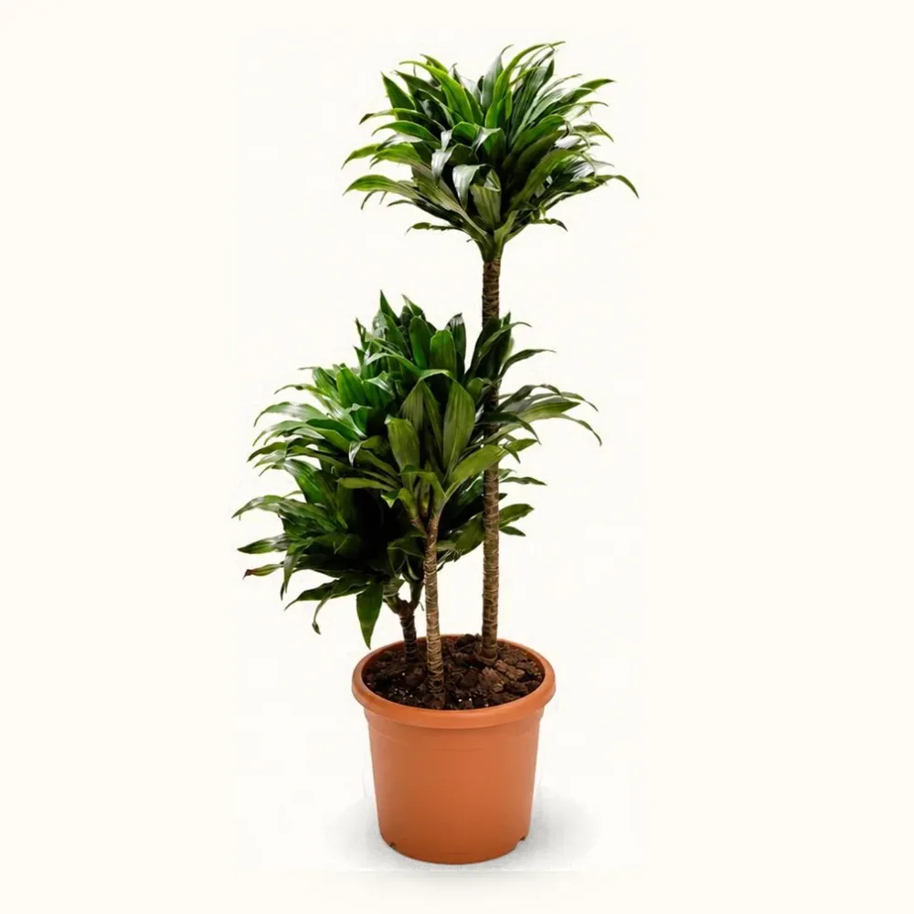 دراسينا كومباكتا Dracaena compacta