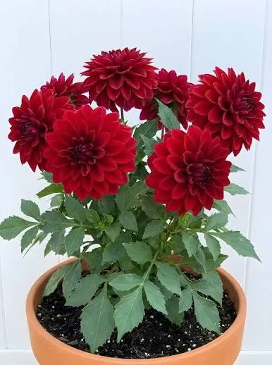 زهرة الداليا أو أضاليا أو الدهلية Dahlia spp