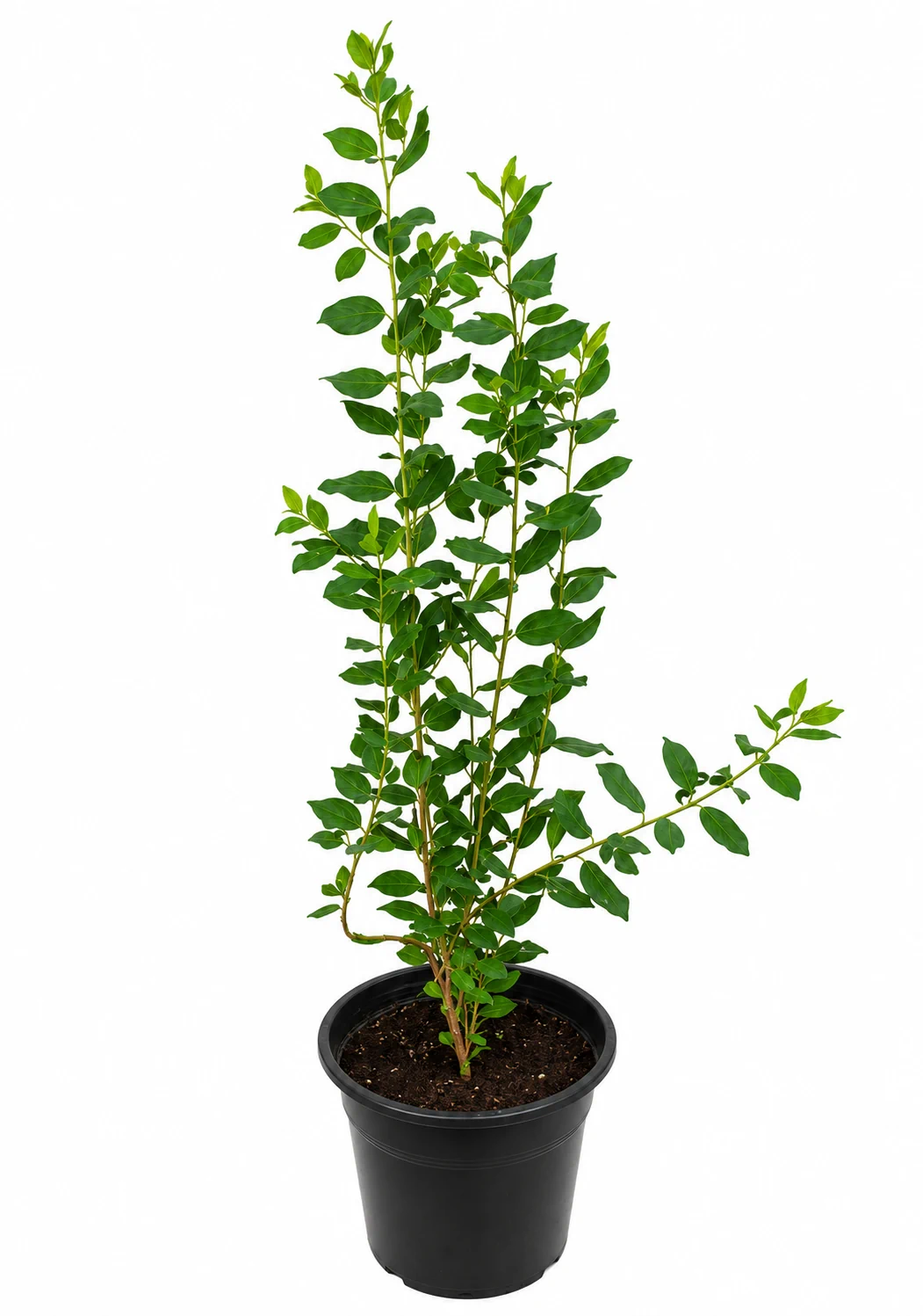 السدر الصيني Ziziphus spina-christi شجرة سدر مثمرة