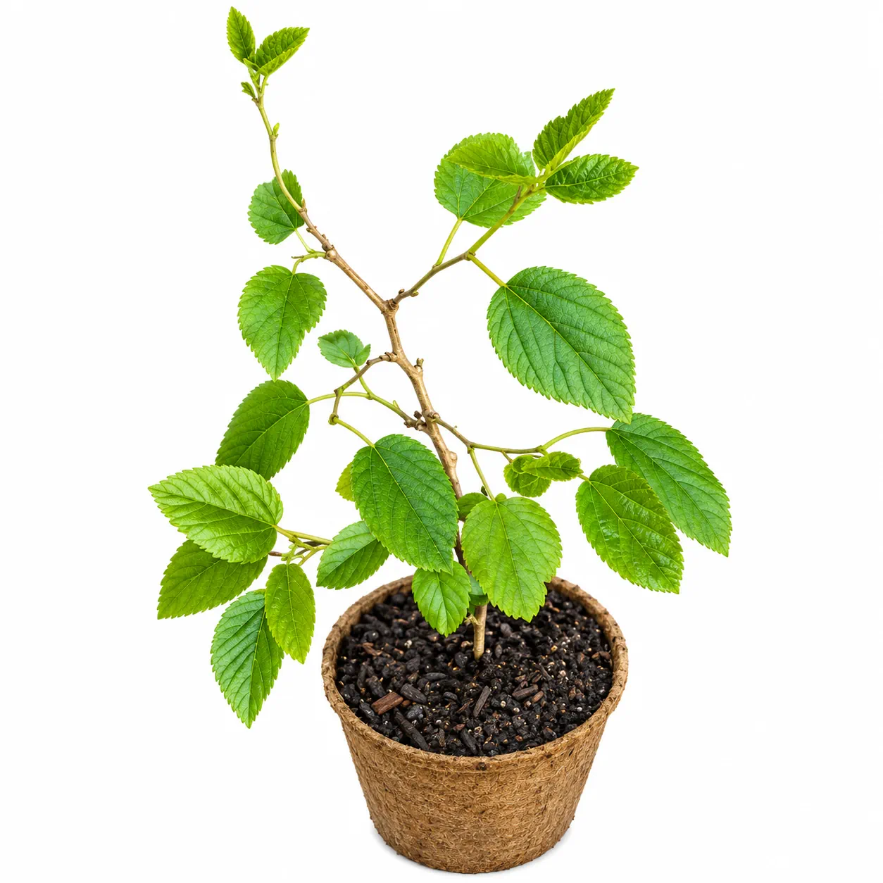توت اسود أو توت بلدي Morus spp – شتلة توت للزراعة