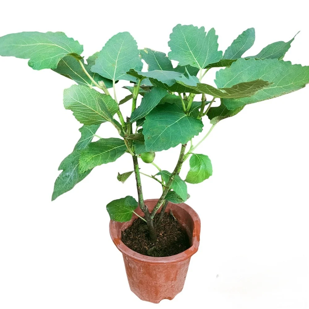 تين الغدان المغربي Ficus carica – شتلة تين مثمرة