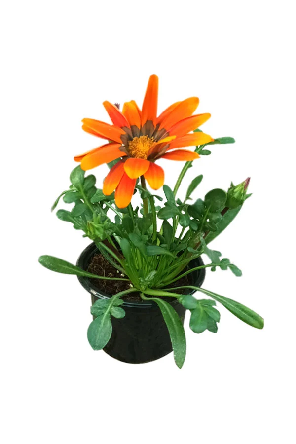 جزانيا Gazania rigens نبتة مزهرة ملونة للحدائق