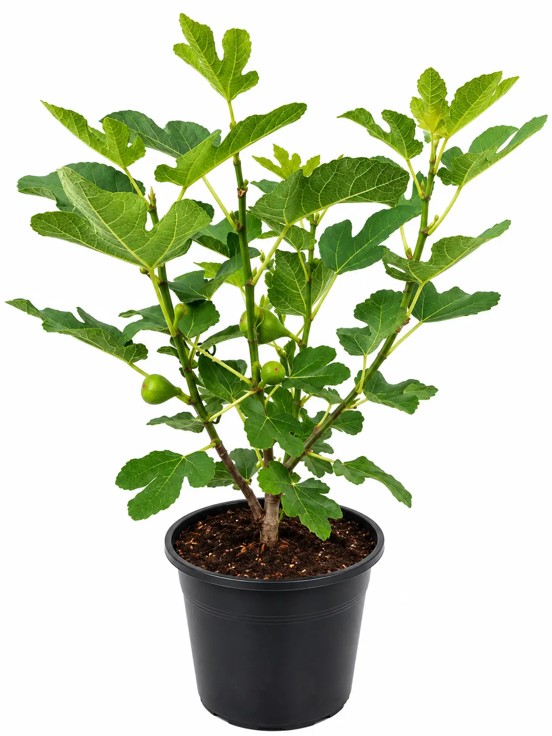 شجرة التين Ficus carica شتلة مثمرة للحدائق والمزارع