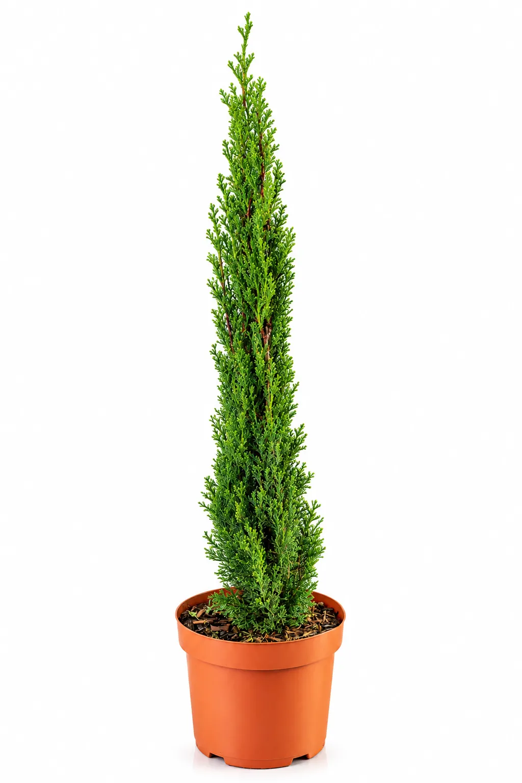 شجرة السرو Cupressus sempervirens دائمة الخضرة للحدائق