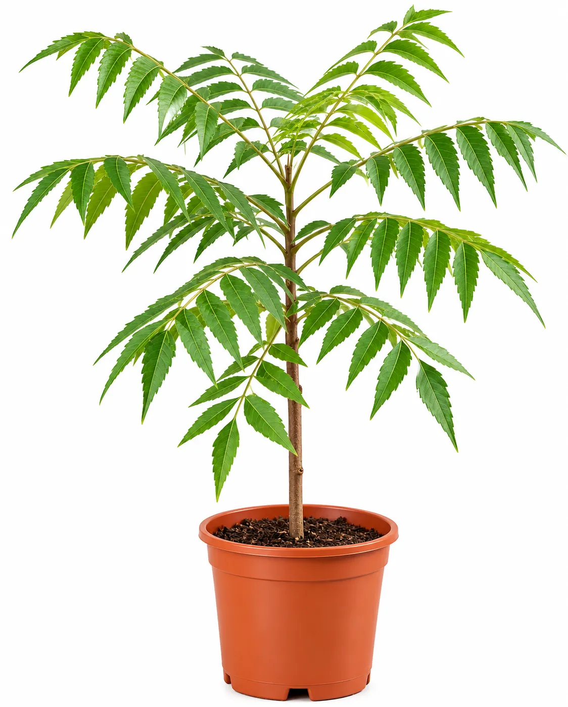 شجرة النيم Azadirachta indica شتلة شجرة ظل سريعة النمو