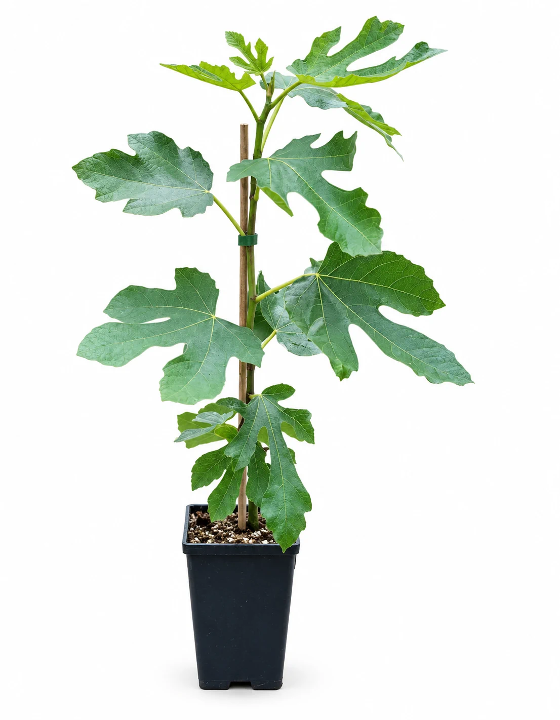 تين زراقي Ficus carica شجرة تين مثمرة