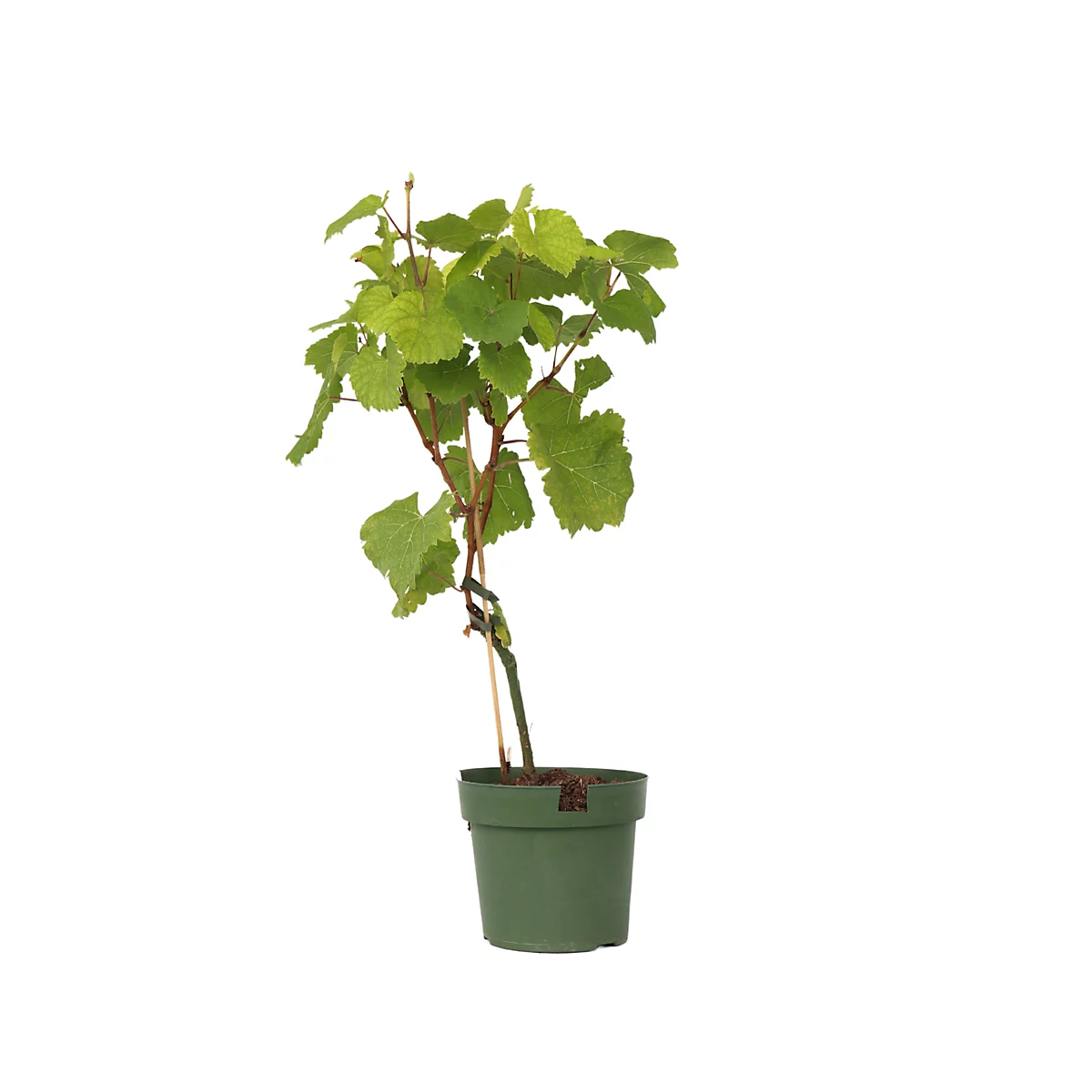 عنب الطائف Vitis vinifera شتلة كرمة مثمرة