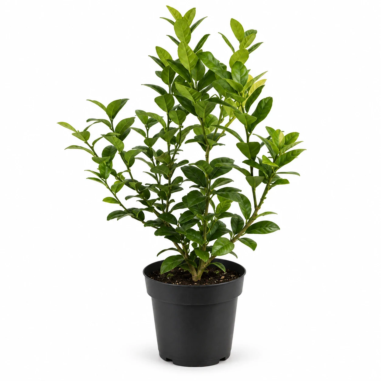 شتلة ليمون ابو زهيره Citrus aurantiifolia