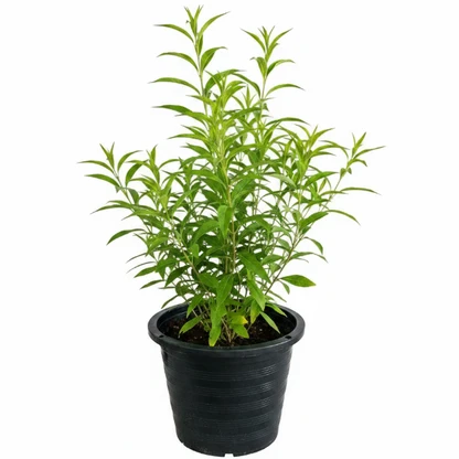 ملكة النهار Cestrum diurnum شجيرة عطرية دائمة الخضرة