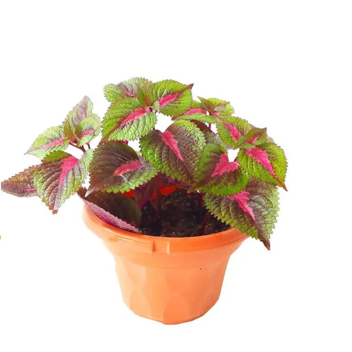 نبات السجاد Coleus scutellarioides نبتة زينة ملونة