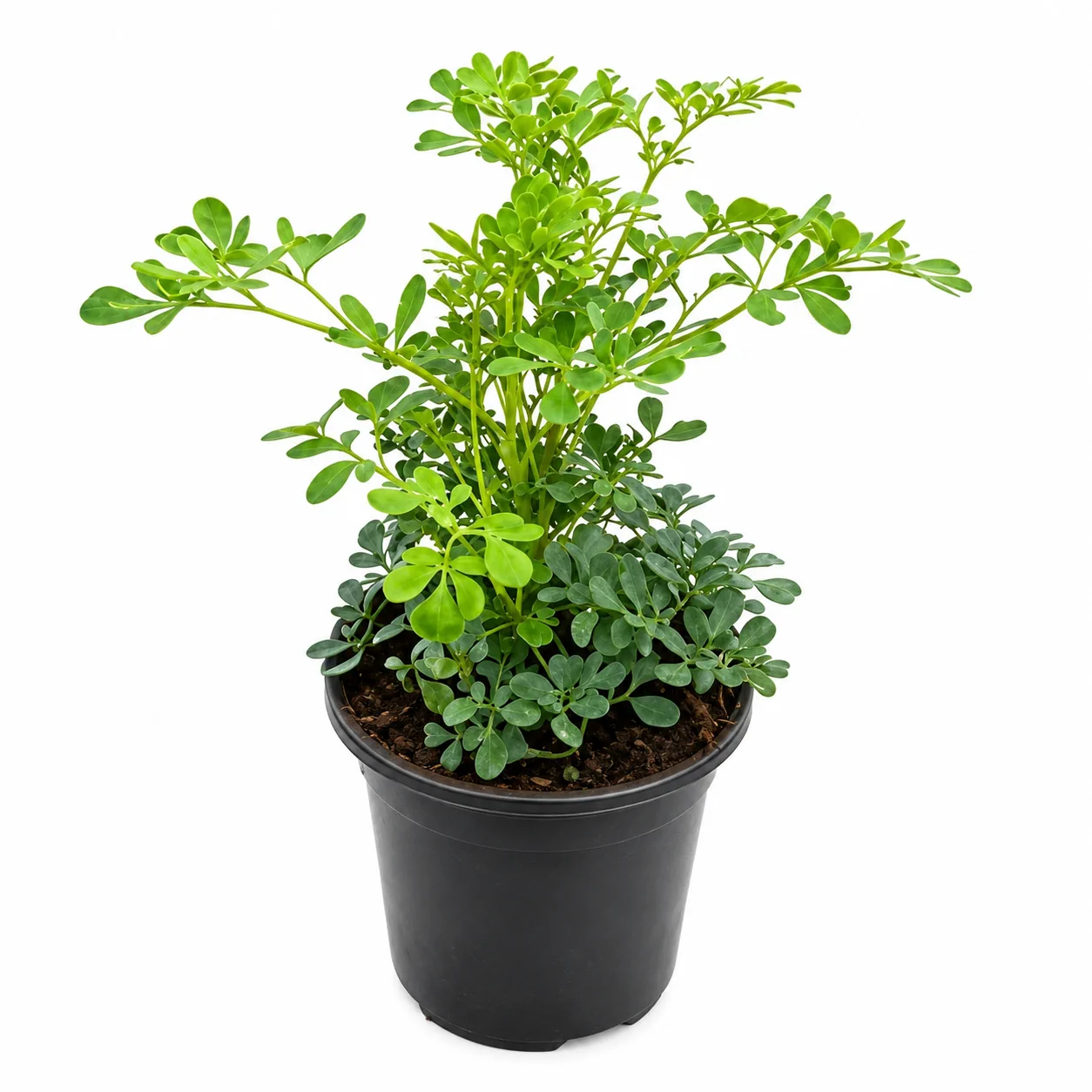 نبتة السذاب أو الشذاب Ruta graveolens نبات عطري معمر