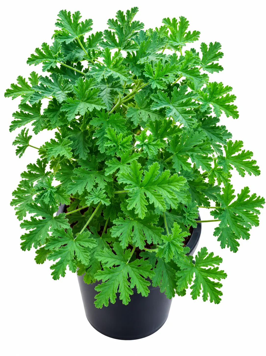 نبتة العطرة Pelargonium – شتلة عطرية للزراعة