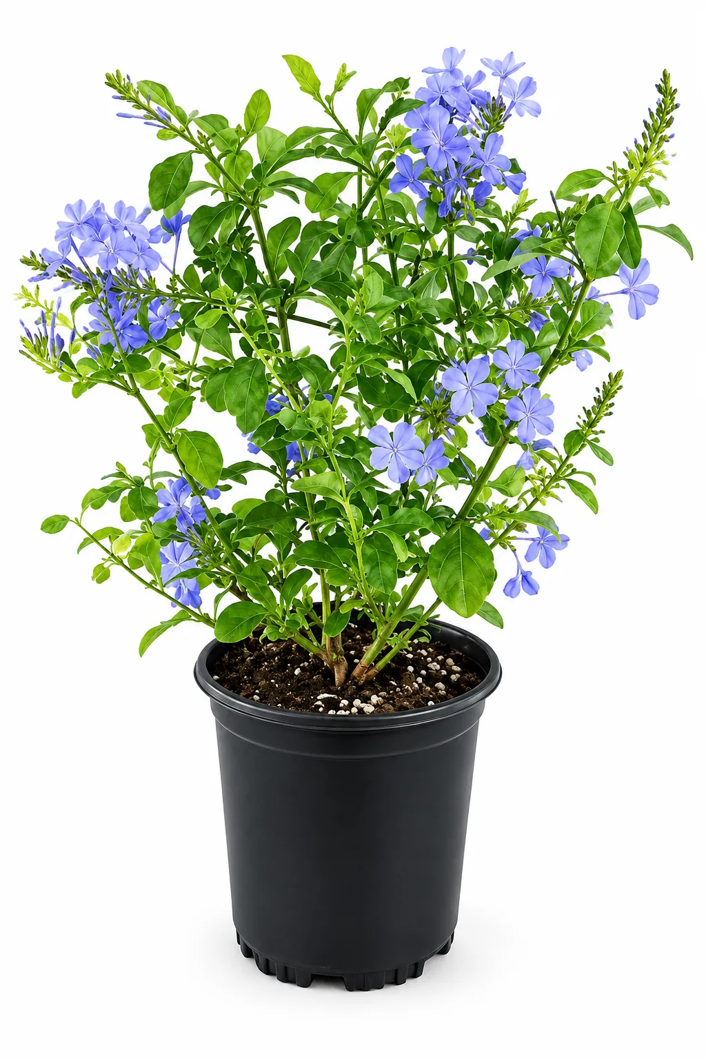 ياسمين ازرق Plumbago auriculata شتلة مزهرة للحدائق