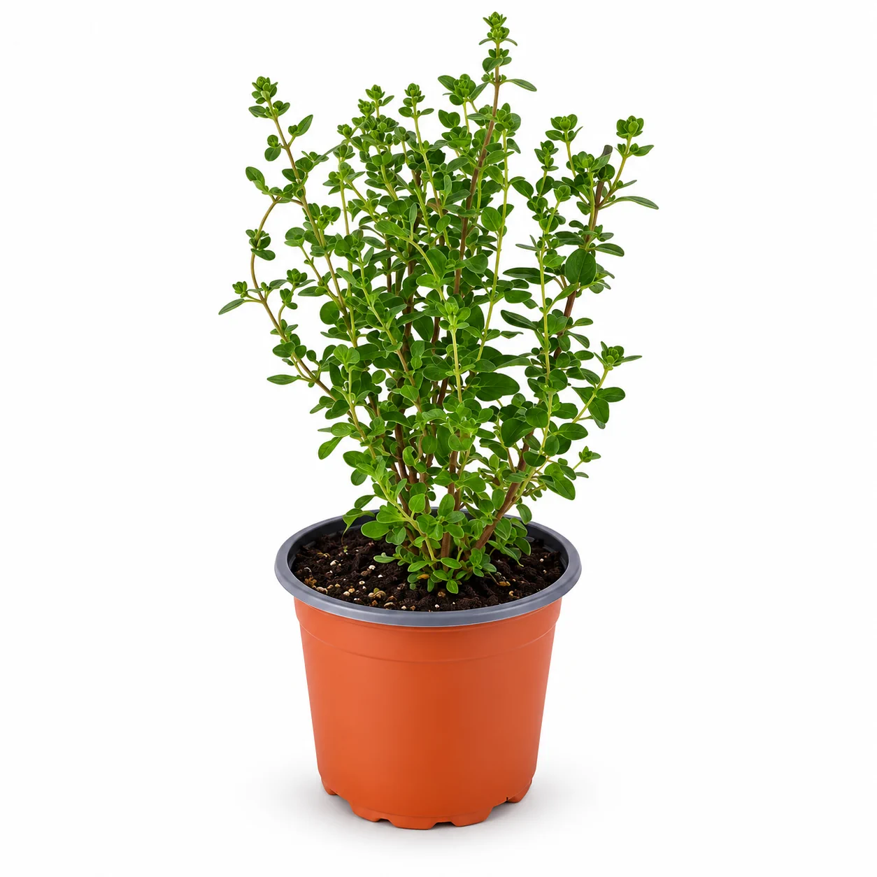 ياسمين استرالي Citharexylum quadrangulare – شتلة زينة عطرية