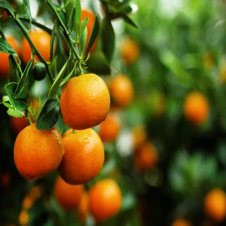 يوسف افندي مغربي Citrus reticulata 'Yusuf Afandi Moroccan'