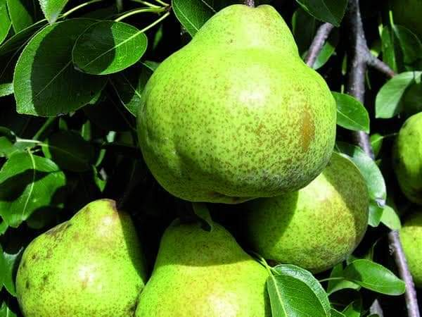 إجاص باكهام Pyrus communis 'Packham's Triumph'