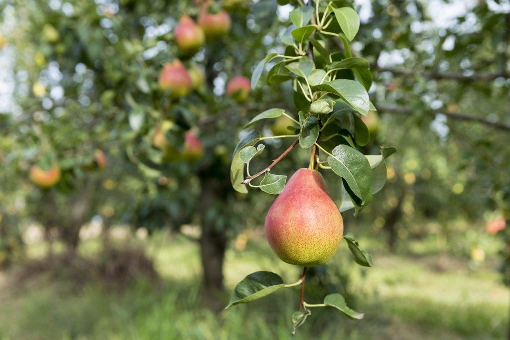 شجرة إجاص بلاش الأحمر الاسم العلمي: Pyrus communis Red Blush