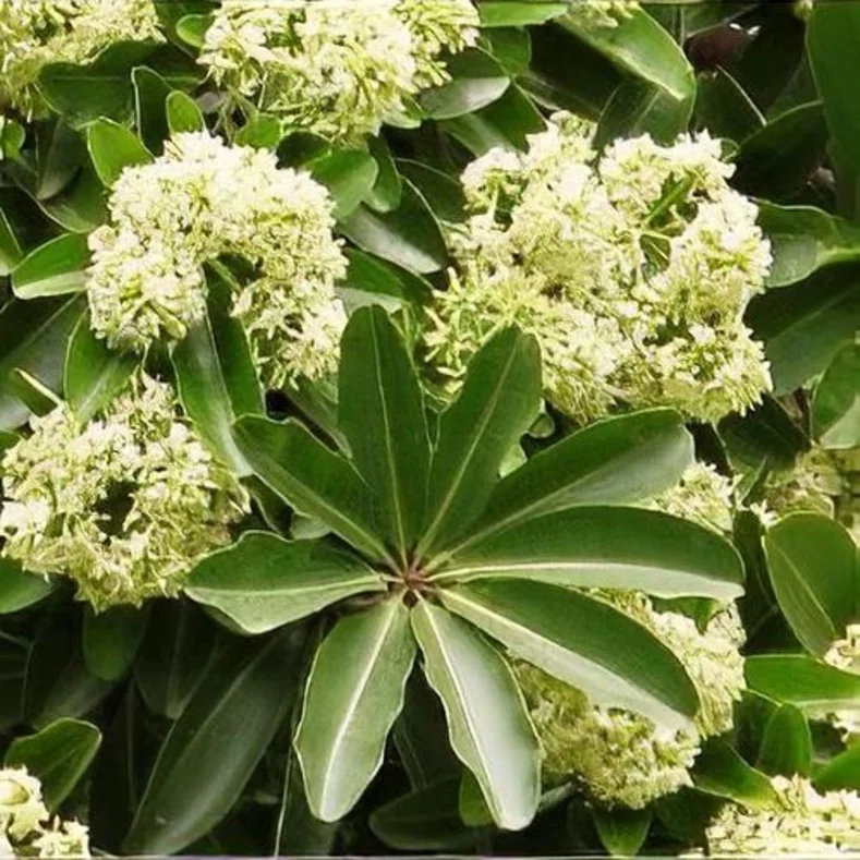 شجرة الاستونيا Alstonia scholaris