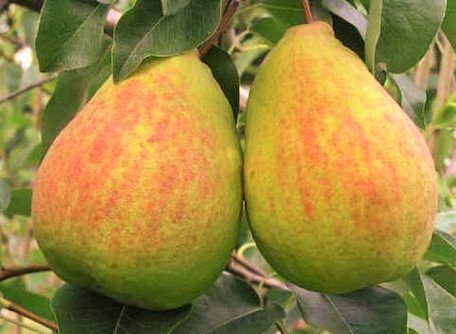 شجرة الإجاص الأمريكي الاسم العلمي: Pyrus communis Americana'