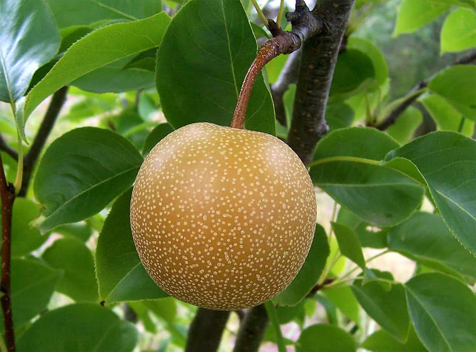 شجرة الإجاص الياباني او ناشي أو الآسيوي Pyrus pyrifolia