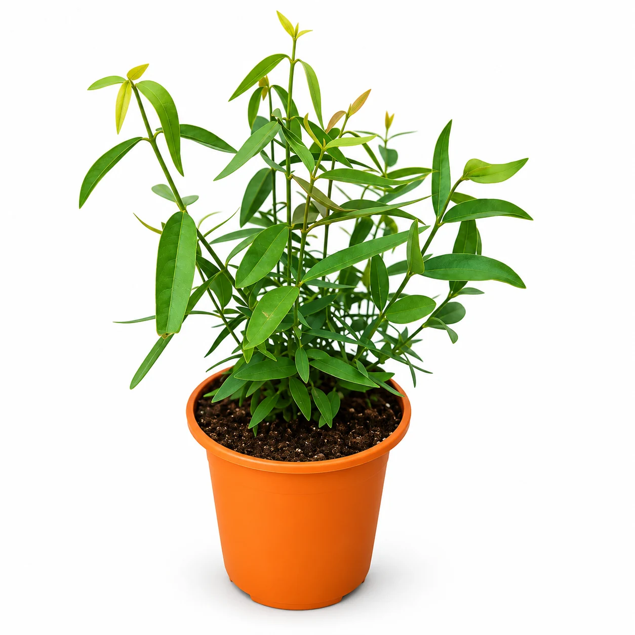 شجرة الاراك Salvadora persica – شتلة المسواك للزراعة