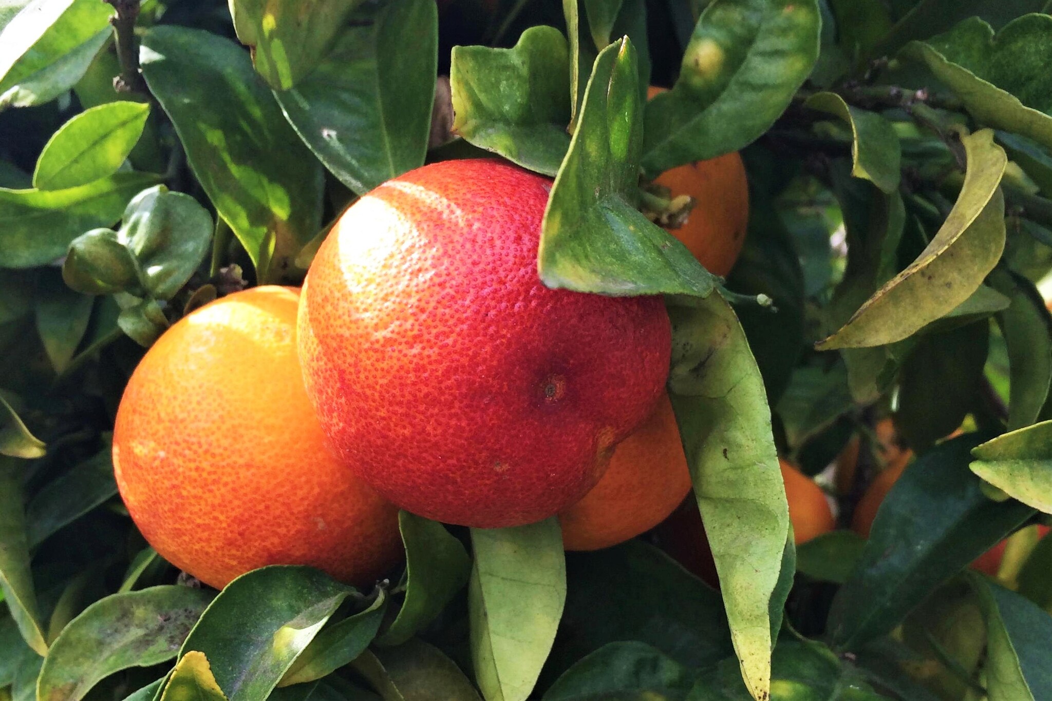 شجرة البرتقال الدموي الاسم العلمي: Citrus sinensis 'Blood orange'