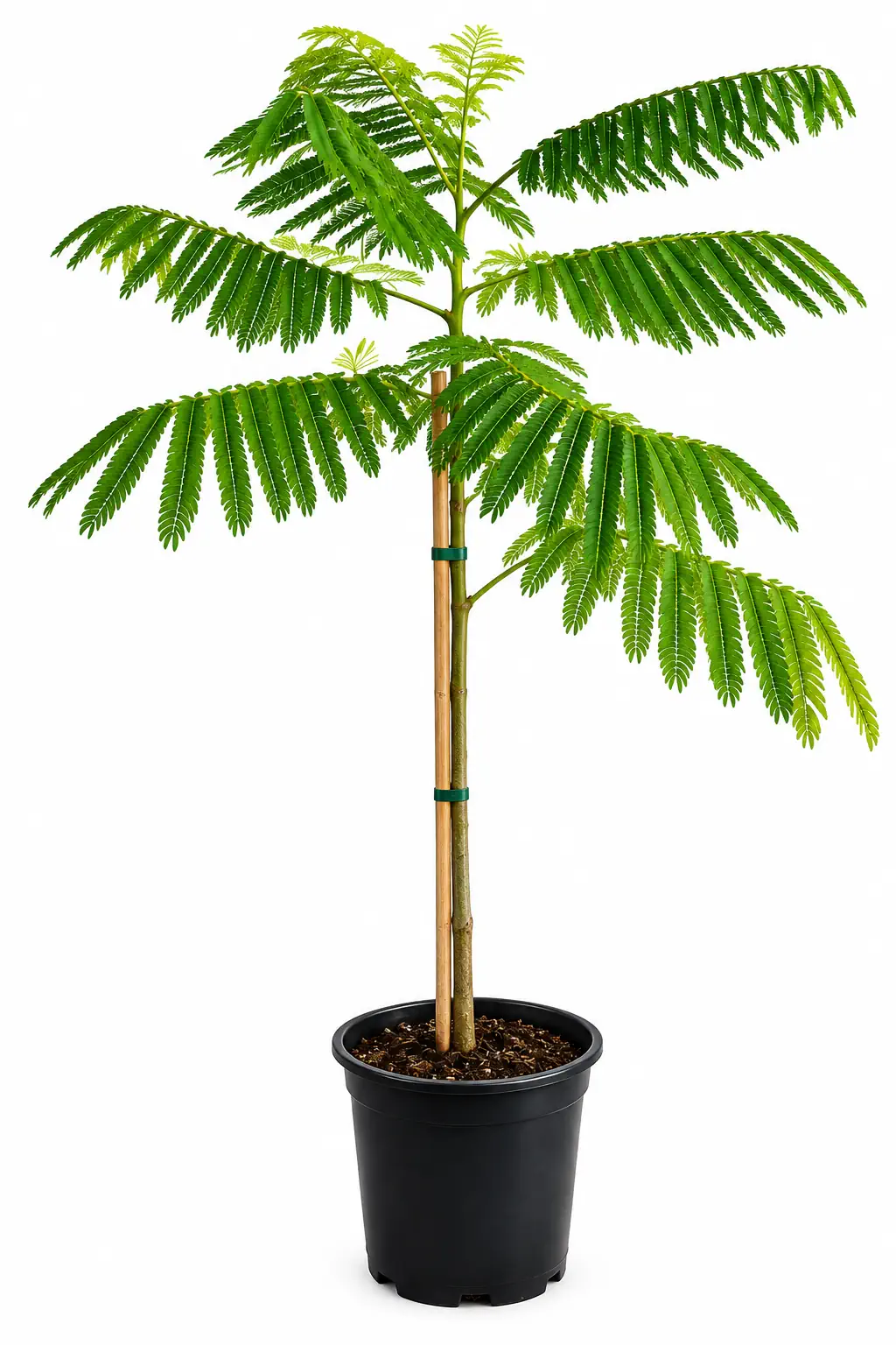 شجرة البونسيانا Delonix regia شتلة مزهرة للحدائق
