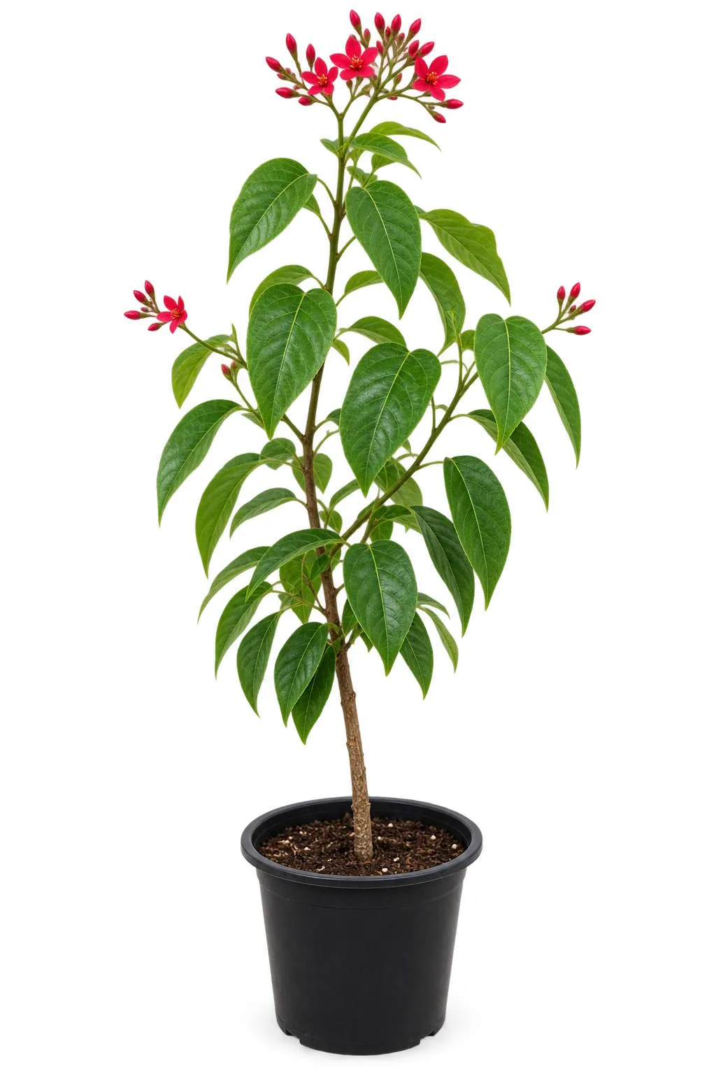 شجرة الجاتروفا Jatropha integerrima شجيرة زينة حمراء مزهرة