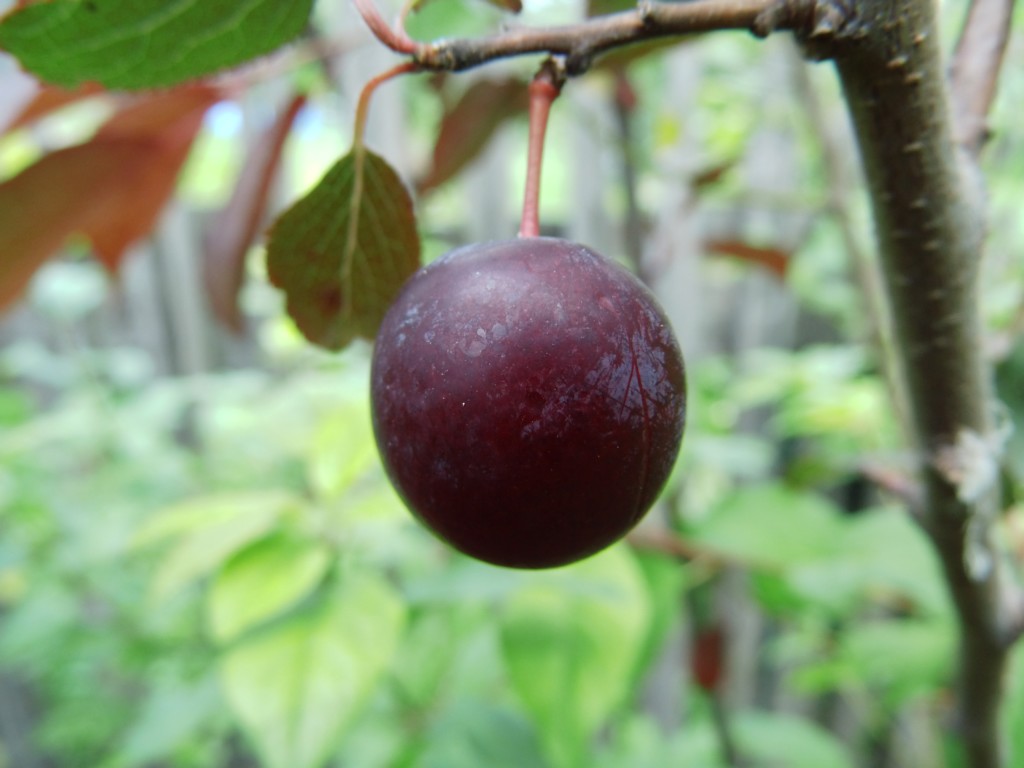 شجرة الخوخ الآشوري Prunus ussuriensis