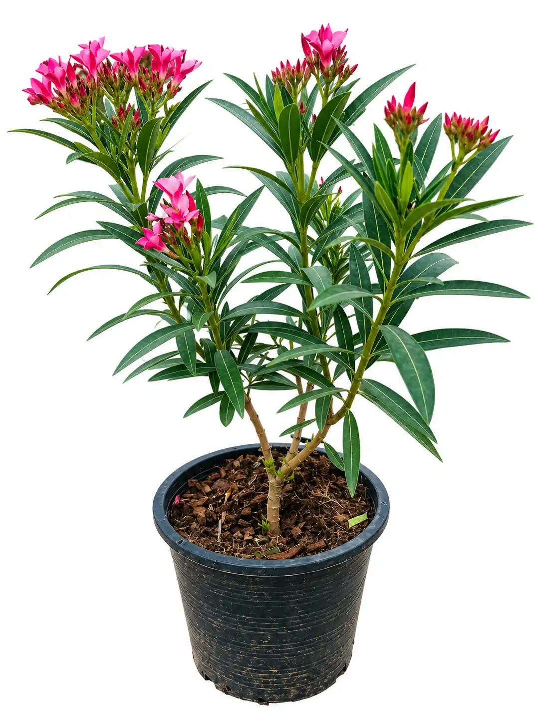 شجرة الدفلة Nerium oleander شتلة زينة مزهرة