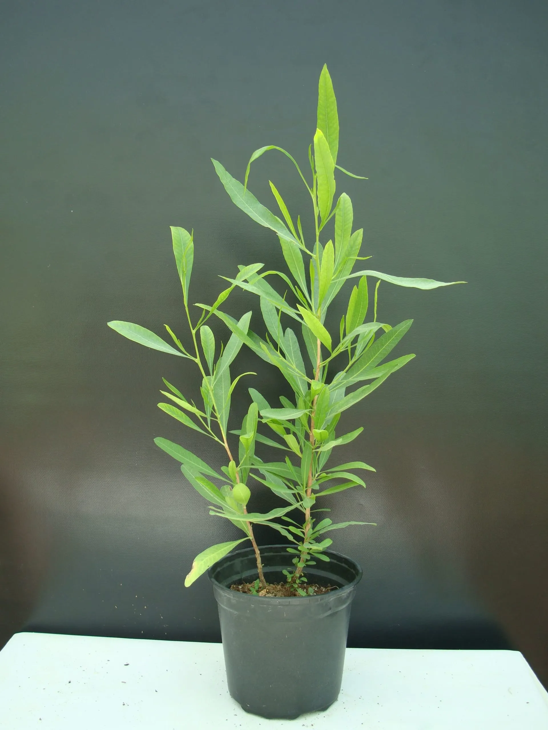 شجرة الدودونيا - Dodonaea angustifolia
